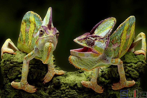 高冠变色龙图片