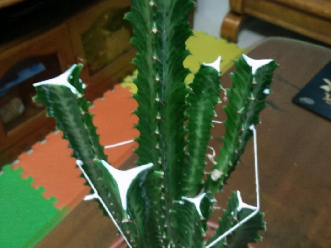 龙骨花什么季节修剪打顶合适，花娘说出了答案，修剪诀窍就在这里