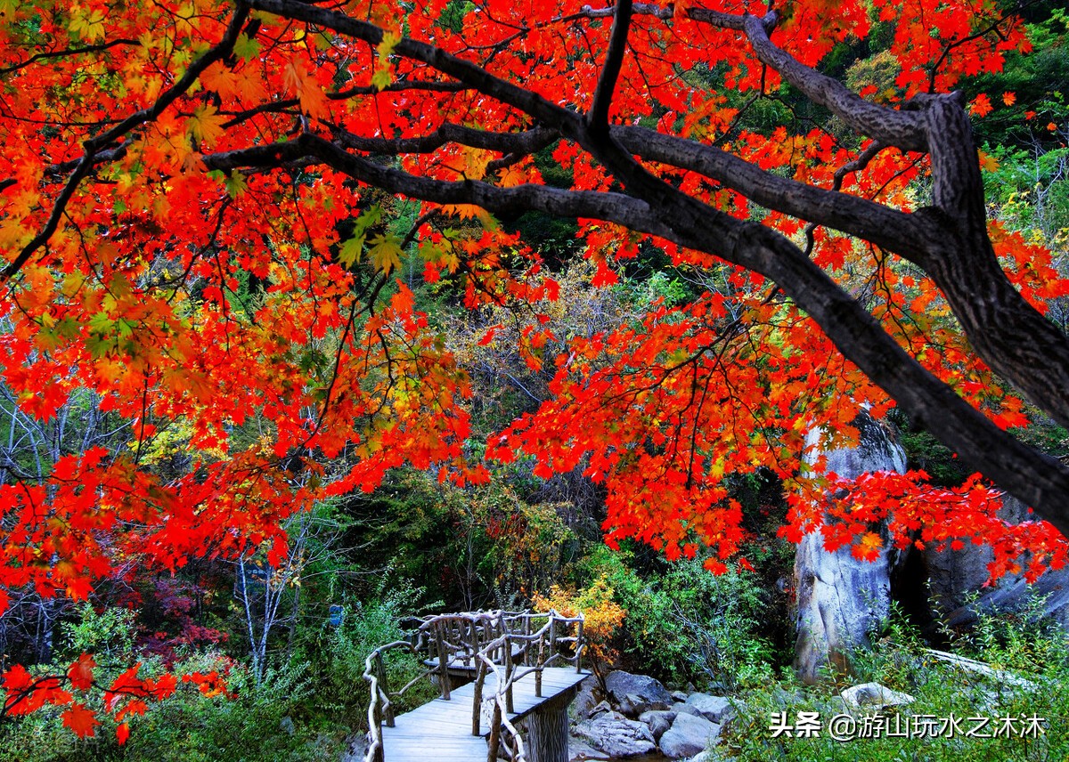 红叶漫山、置身彩林——9个秋季赏红叶自驾游景点攻略