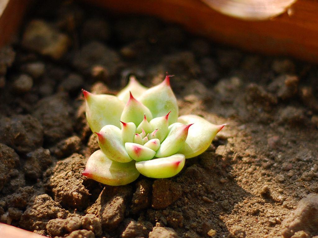 多肉植物冬天怎么养才能安全过冬（植物过冬的5个小妙招）