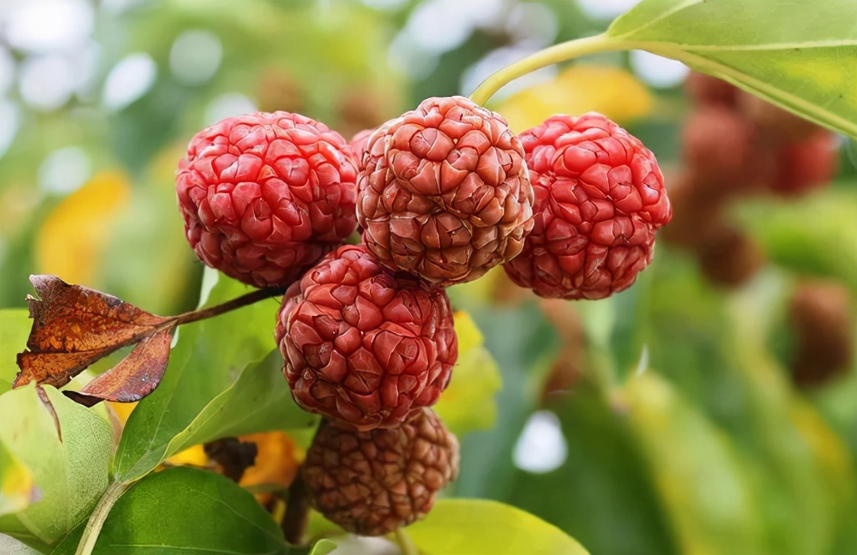 柘树的价值参考