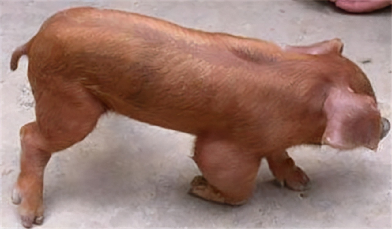 为什么要把公猪骟了,骟掉后丧失生殖能力,有啥好处?