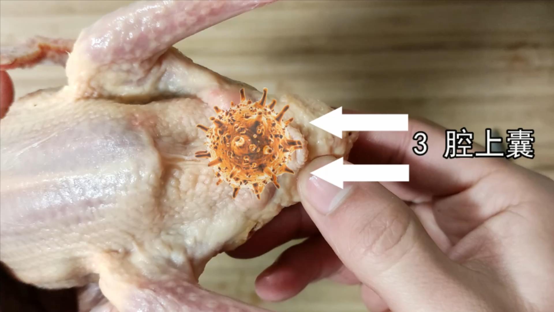 关于鸽子(鸽子十个地方毒素最重,不要随便吃,23年