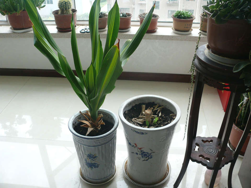你知道也门铁这种观叶植物吗?也门铁怎么扦插繁殖?土培和水培