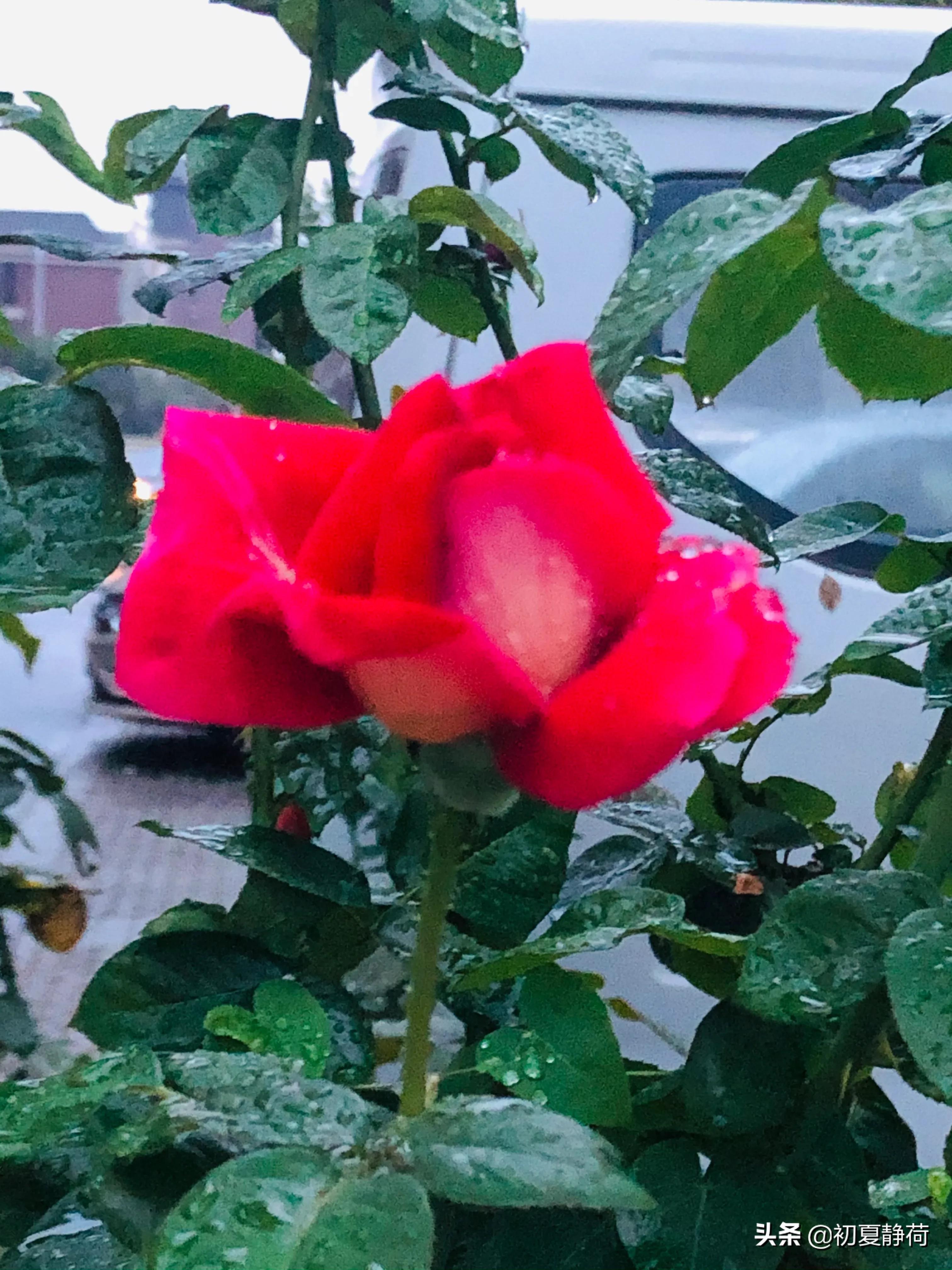 秋雨的深情，都藏在了花中，傍晚随笔