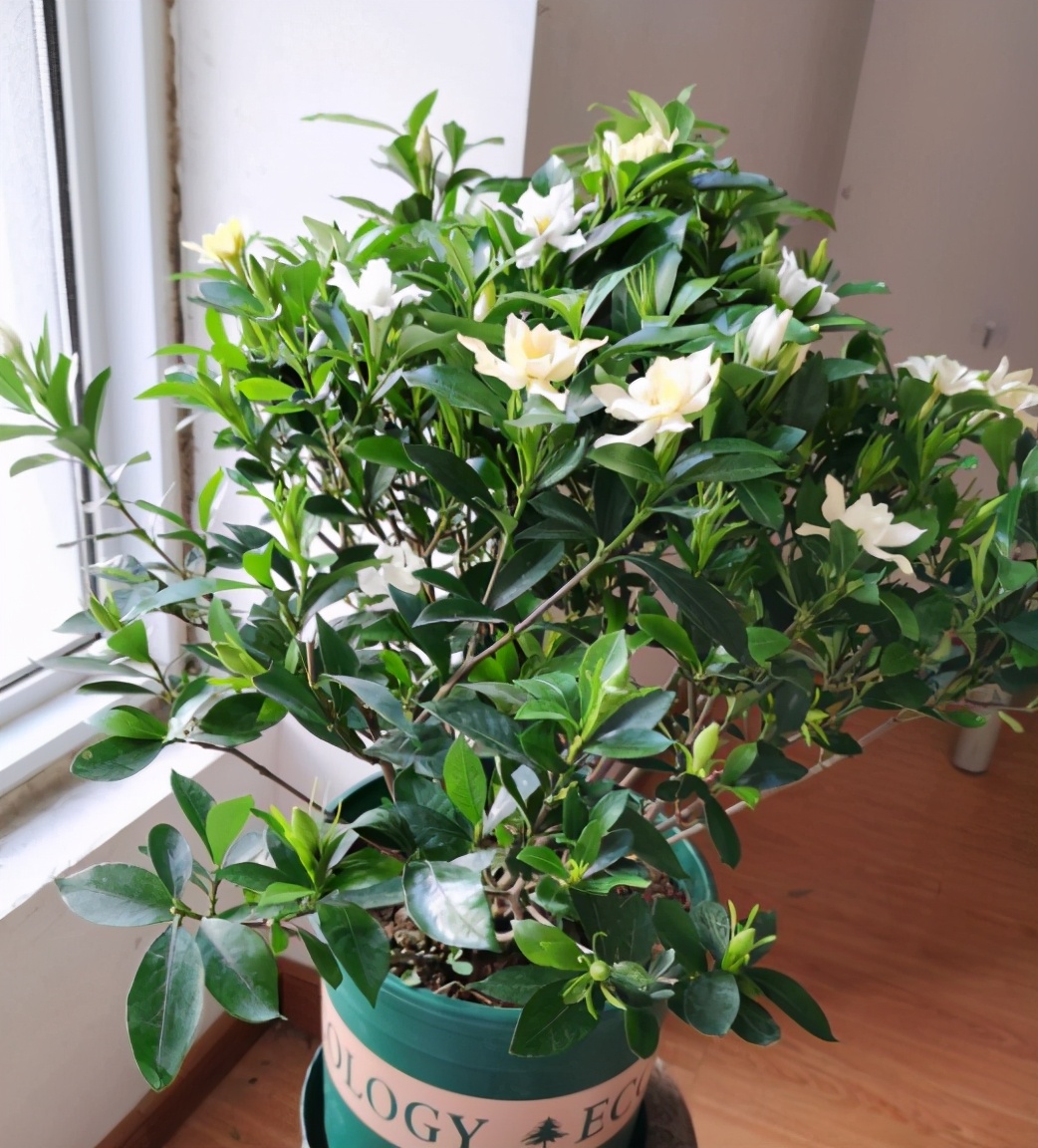 北方养不好栀子花?它的养护有"四要点",缺少一点都不行