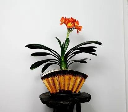 君子蘭開花,君子蘭開花有什么兆頭寓意