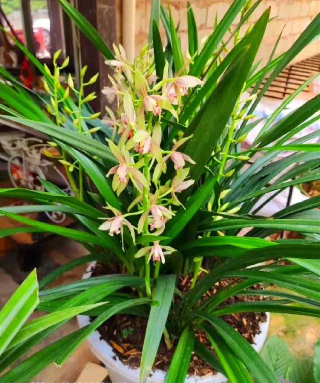 想要长寿花冬天抗冻一点,趁现在撒把肥,叶子厚实开花还多
