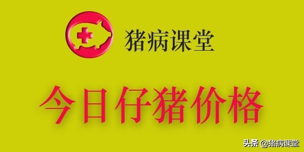 「仔猪价格」7月13日-全国20-40斤仔猪价格行情走势汇总