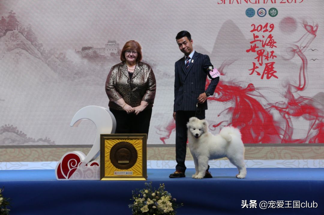 上海世界杯犬展博美(2019年上海世界杯犬展全场总冠军诞生！)