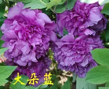 超全牡丹品种介绍,九大色系,全了!