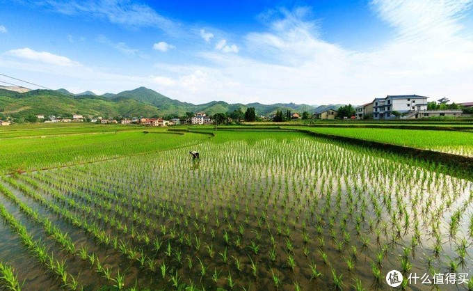 新米上市季：长粒香大米品牌推荐与选购指南