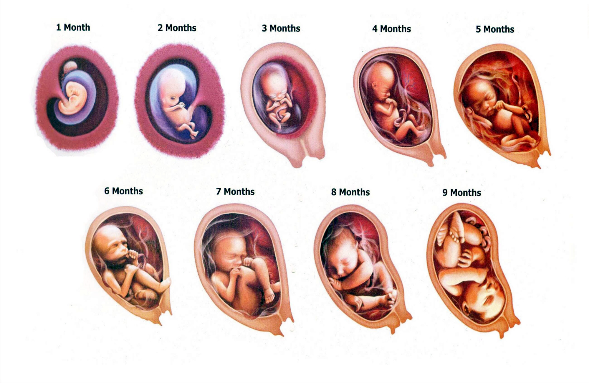 胎儿生长周期发育图图片