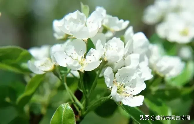 15种开在春天里的花,送给大家15种春天里的诗意