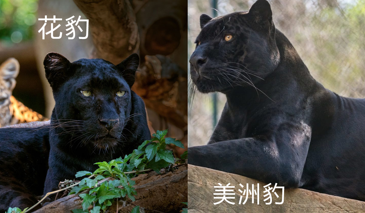 如何区分花豹、猎豹与美洲豹？这三种猫科动物有何不同？