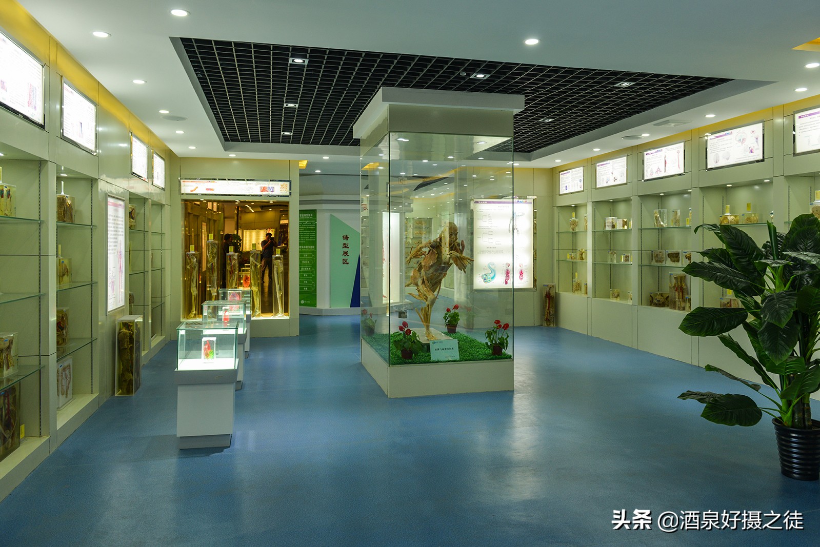 人体塑化(《人体生命科学馆》陈列了塑化技术制成的人体标本,你敢参观