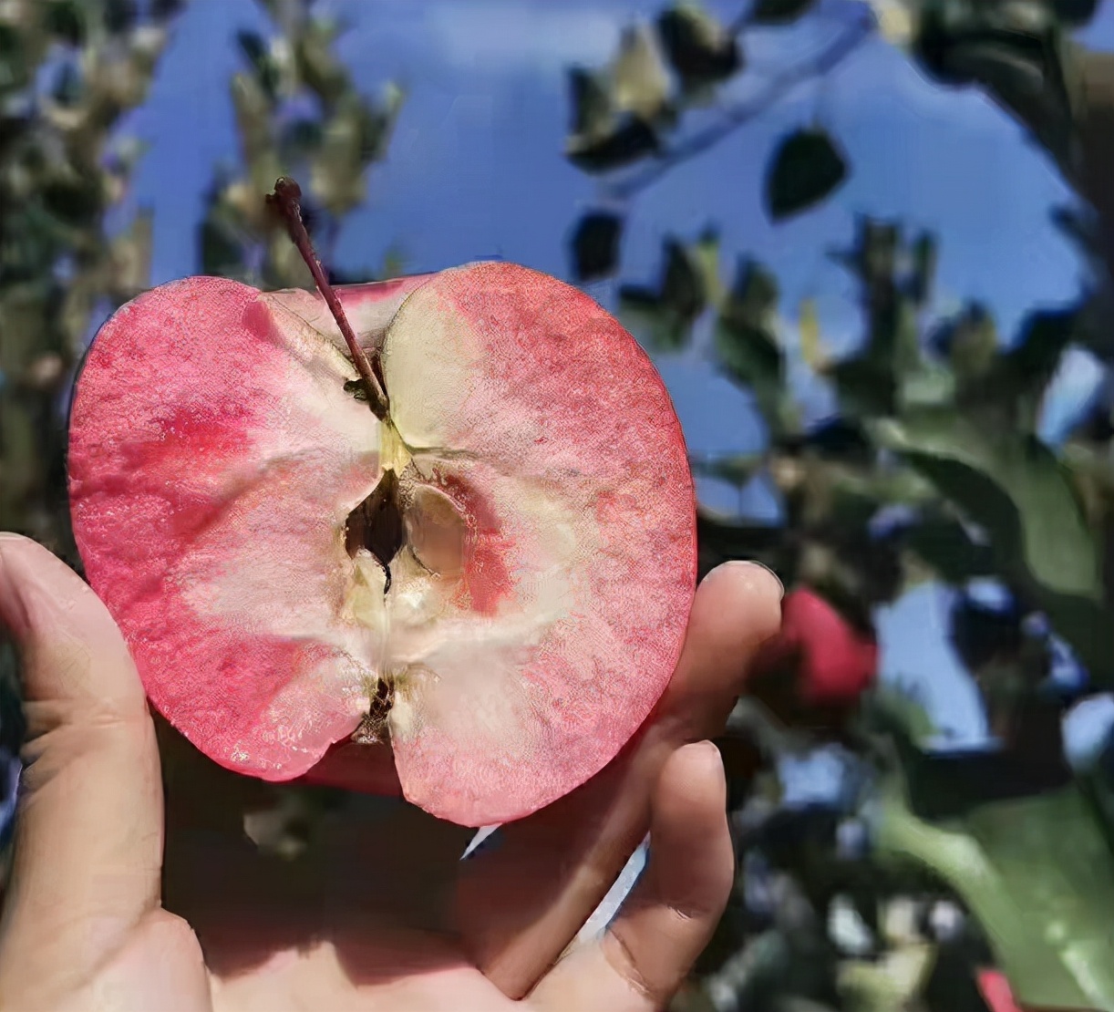 红肉苹果：引进多年不火，换个色就变“贵族”，1斤20元值得种？