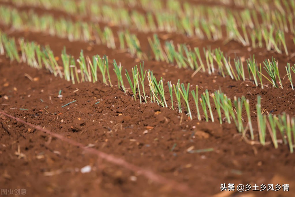 韭菜种子种植方法，这样种既简单又方便，种一次能采收七八年