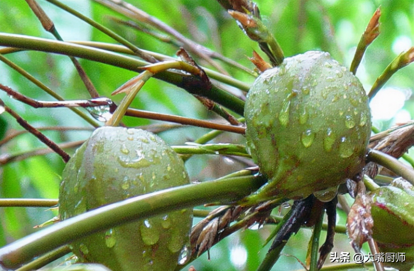 竹米多少钱一斤(可以结出浆果的竹子) - 价格百科