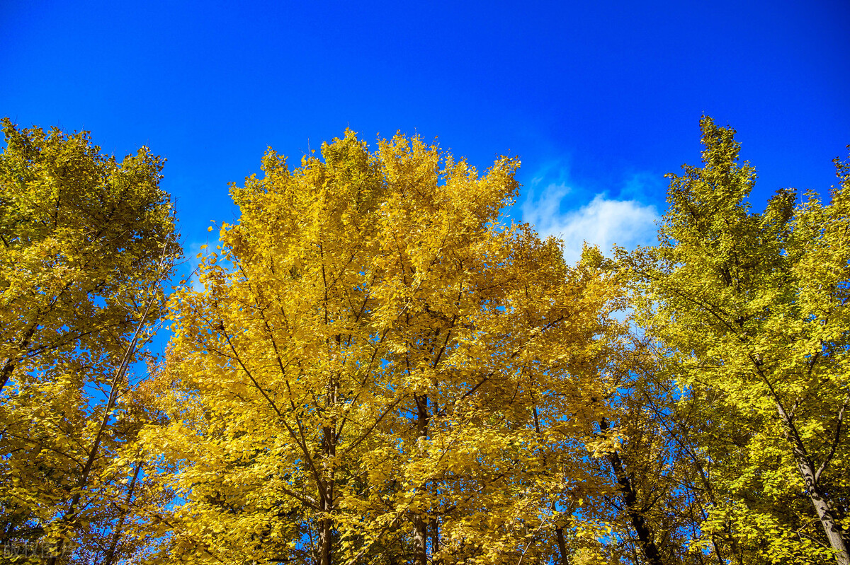 江苏银杏树旅游景点(推荐国内最美的9大古银杏村) - 悦闻天下
