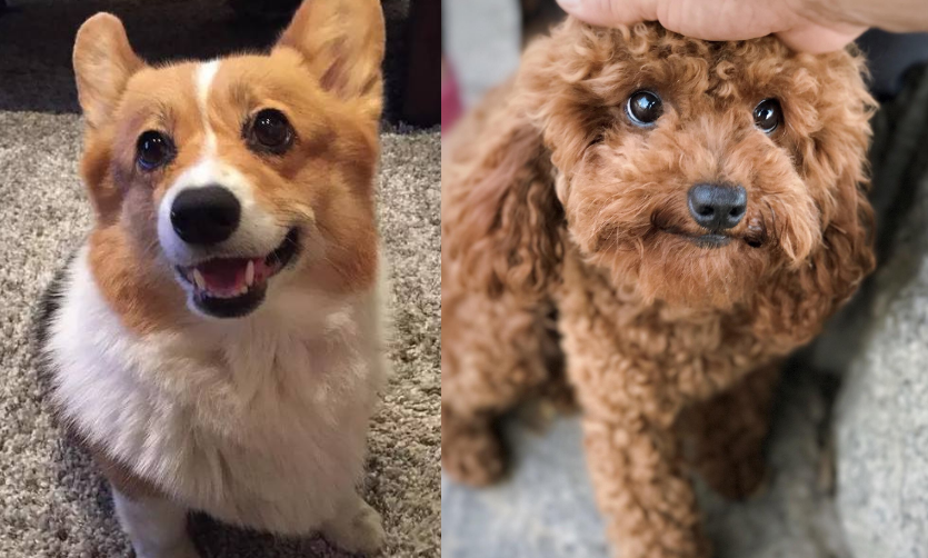 都是宠物犬，泰迪犬和柯基犬比较，谁更好饲养一目了然
