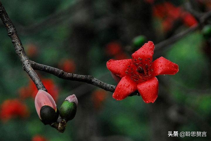 昨夜诗词精选三十四首 昨夜星辰昨夜风，画楼西畔桂堂东