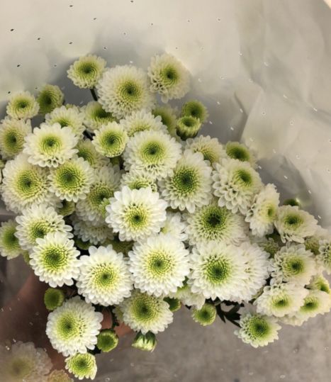 小雏菊花期（小雏菊花期较长养护得当可更长）