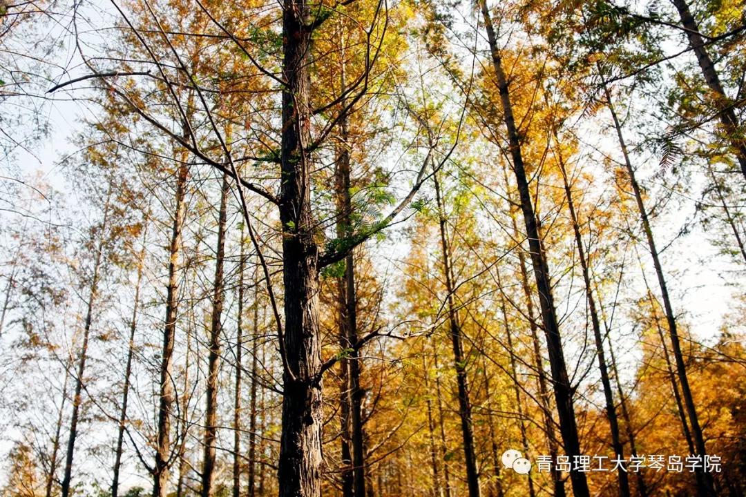 青岛理工大学琴岛学院：我把你画成画，与你平分琴院的秋色