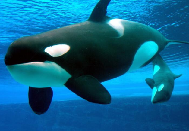 孩子最好的读物,三分钟了解小虎鲸