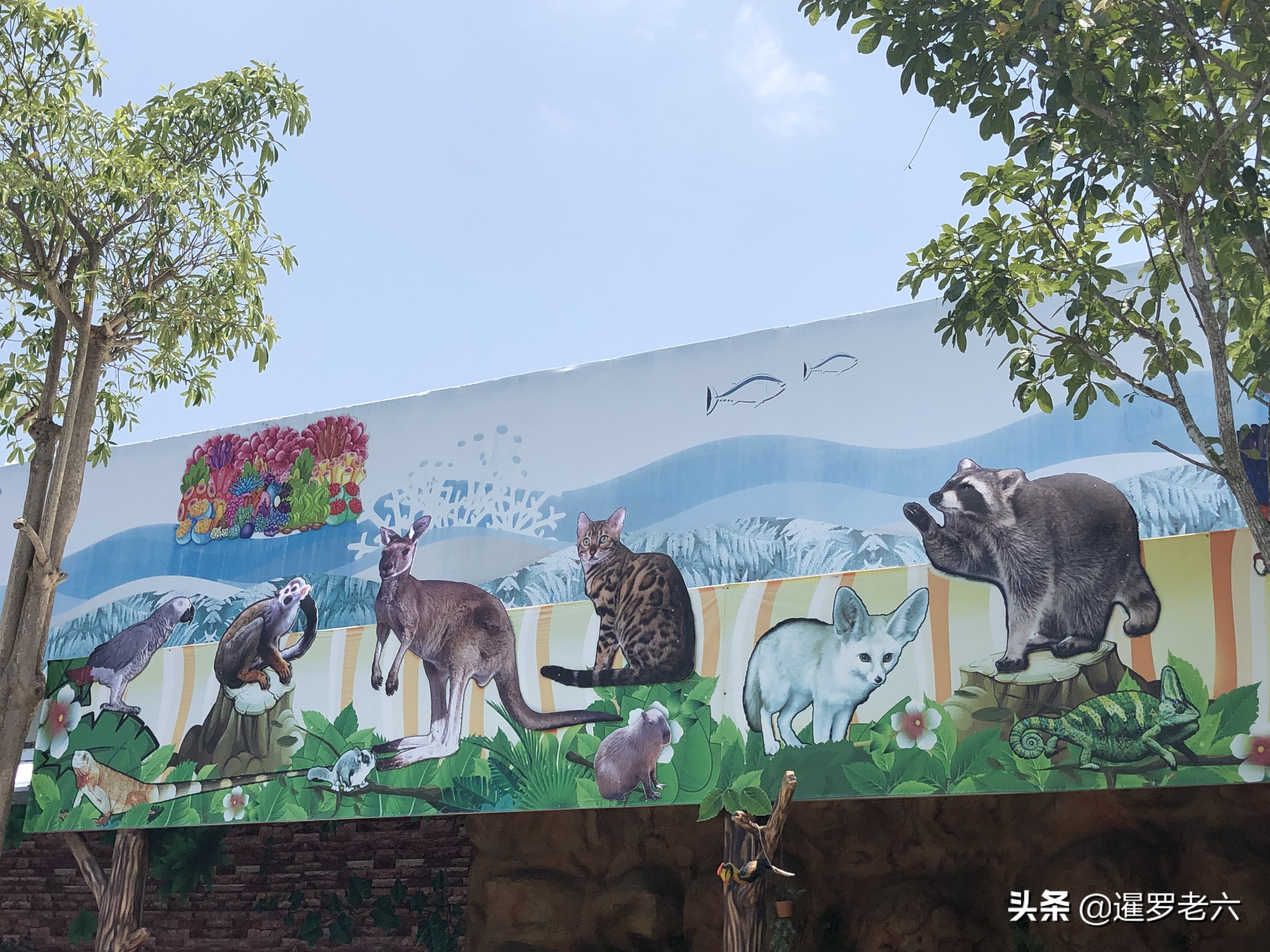 豚鼠多少钱芭堤雅有家怪物水族馆