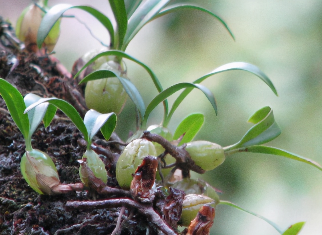 石仙桃的价值参考