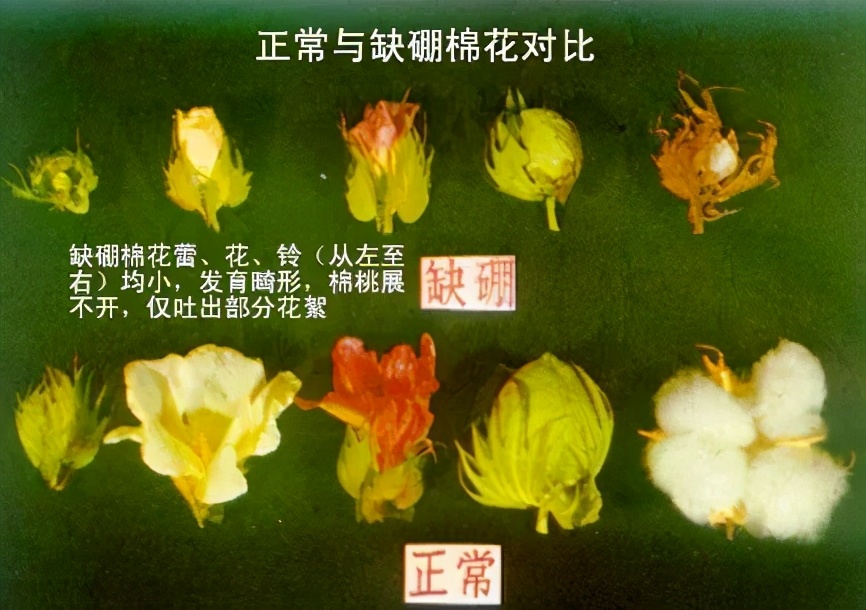 那些蕴含着生物学知识的谚语