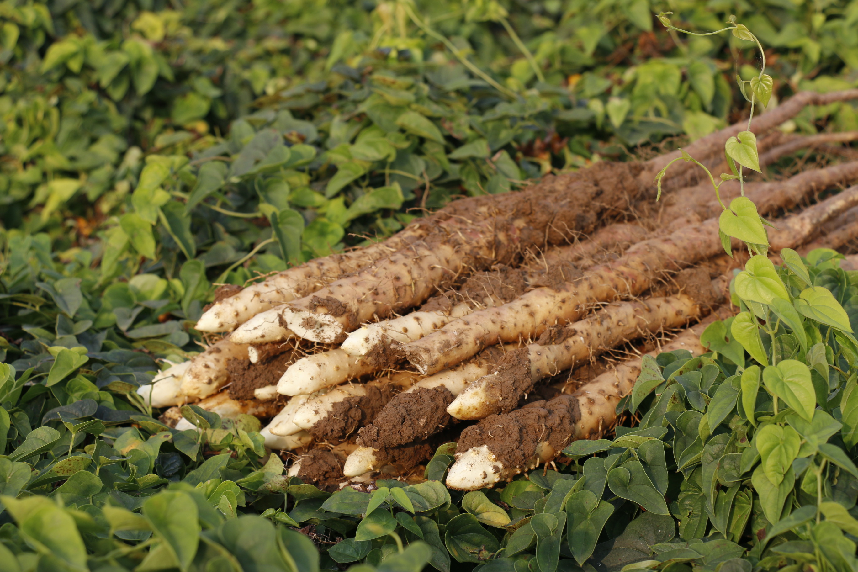小白嘴山药和铁棍山药区别(山药虽好,也分三六九等!