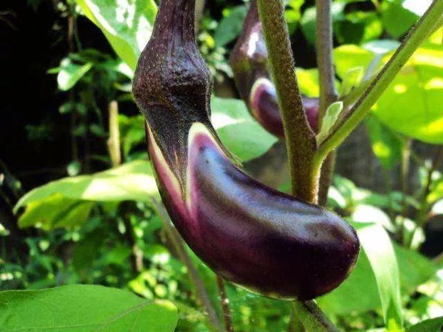 全国进入高温炙烤状态。还好东北还有两场雨要下