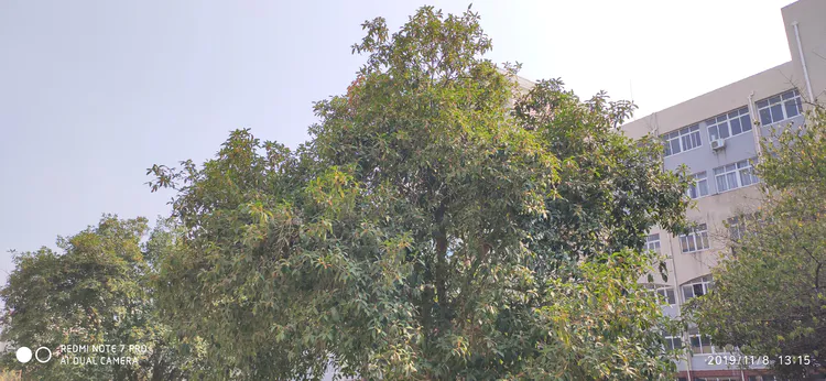 陪你一起看湖北省广水一中①——走进植物王国