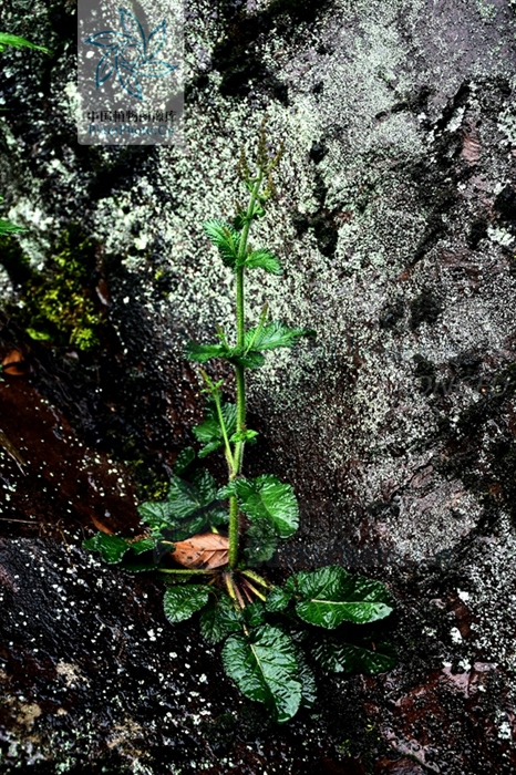 红根草,见过吗?用于急性扁桃体炎,肺炎,肠炎腹泻