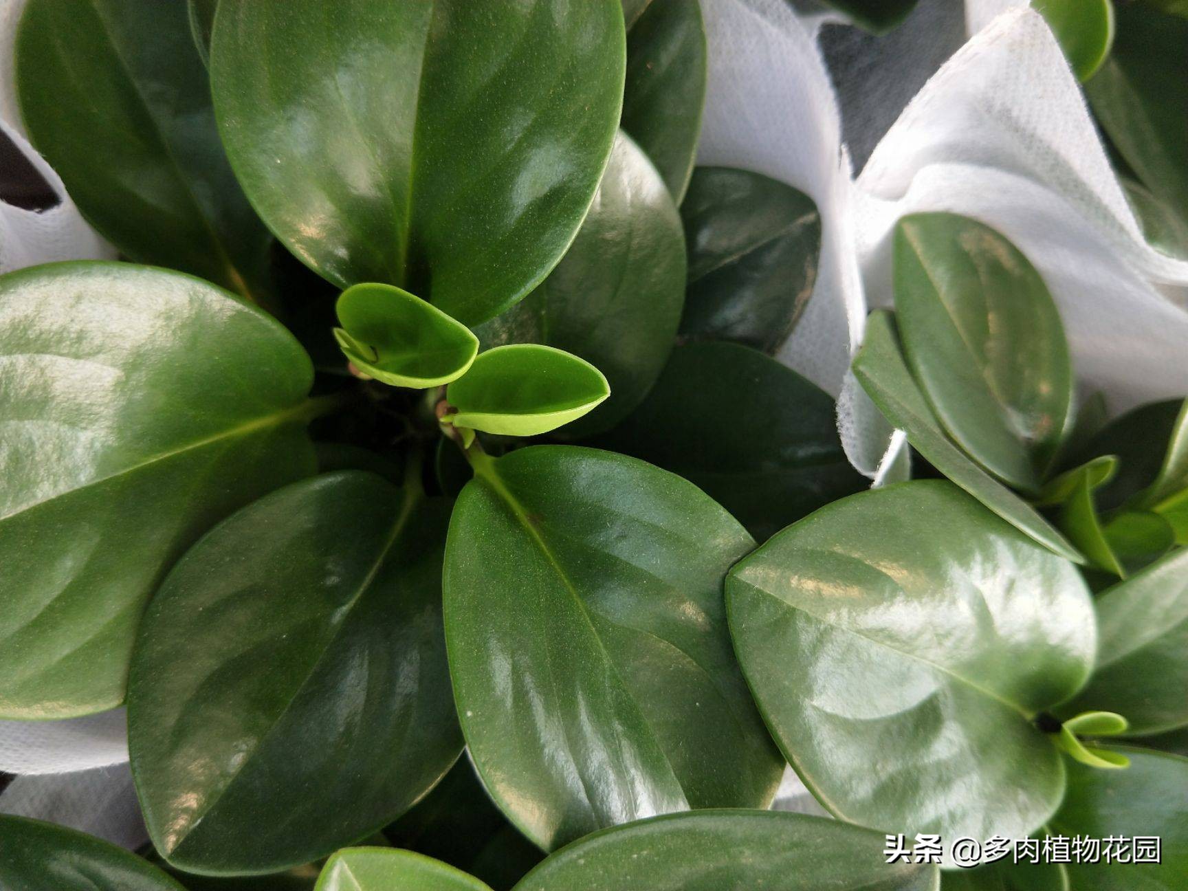 俗称电脑宝贝的碧玉,这样养护,叶片绿的发亮