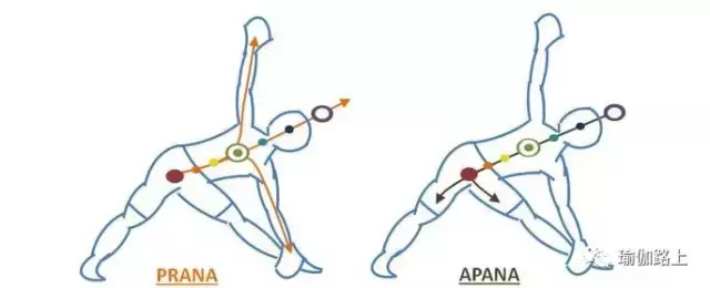30 個常見瑜伽體式的正確發力放向，氣息流動和對應脈輪