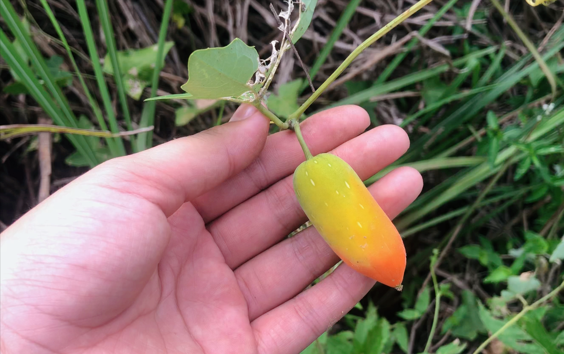 红瓜「红瓜子」