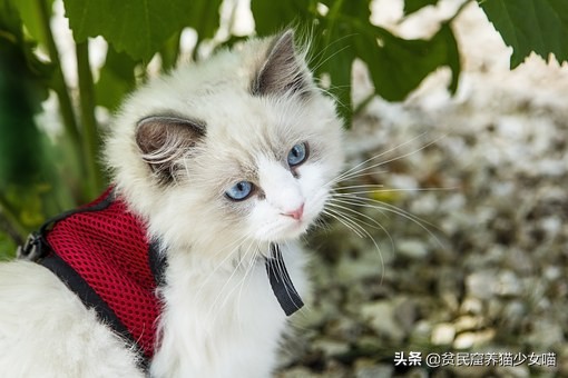 猫咪流眼泪可能是以下6种原因，铲屎官们知道几种？
