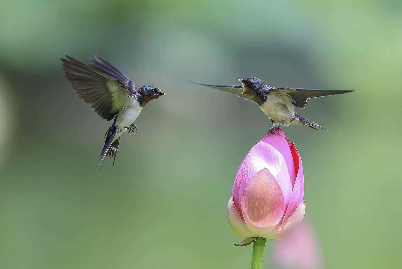 燕子冬天去在哪里过冬(燕子南飞到哪里去了)-币圈之家