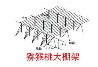 猕猴桃大棚架搭架及整形方案「图解」