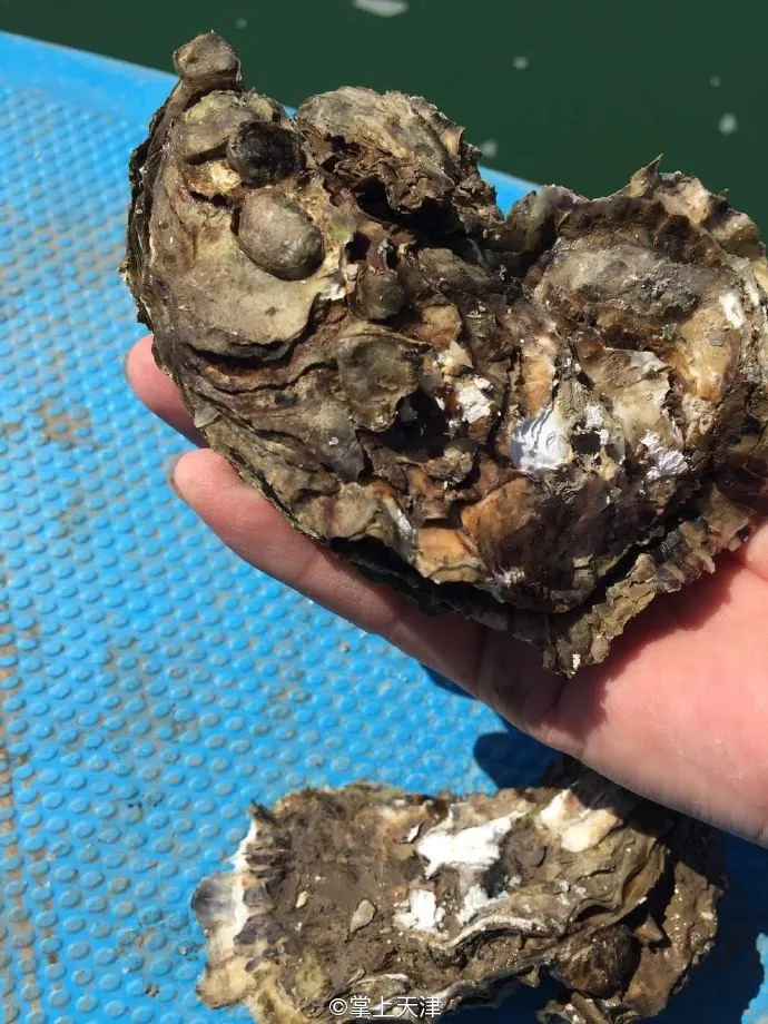 赶海拾贝挖蛤蜊，天津这些地儿你都去过吗？