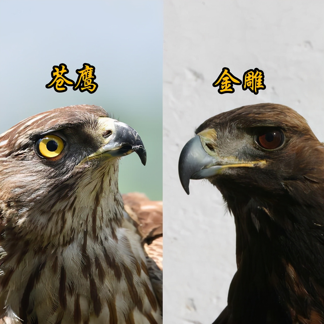 鹰跟雕原来存在这些区别看完文章你就能分辨了