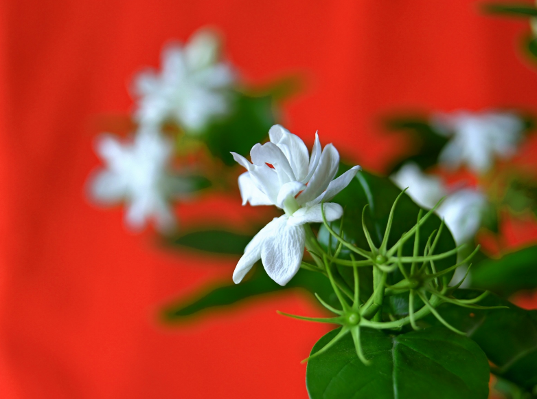 茉莉花开，心湖荡漾，惟愿，今生今世不负韶华不负你