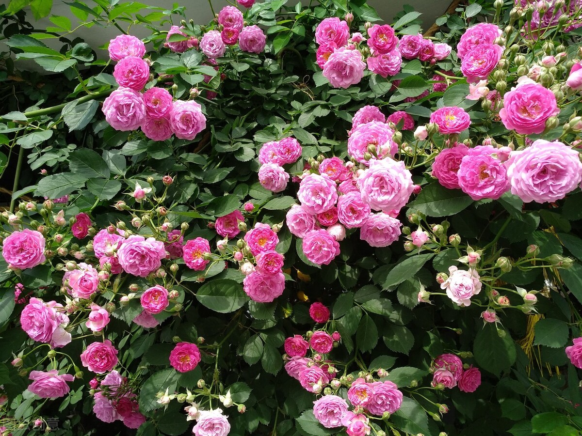 50种常见的园林花卉,图文结合,看你认识多少?学点植物小知识