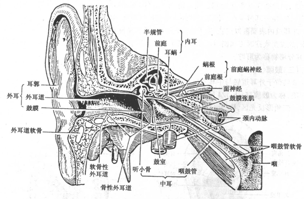 耳神经节支配图片