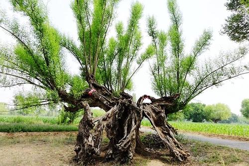 在箫中超吹箫是什么感觉(小伙半夜吹箫，箫声到底引来了什么？为什么让他如此的害怕？)