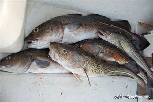 实际上银鳕鱼并不是鳕鱼！农村第一书记5招分辨鳕鱼、银鳕鱼