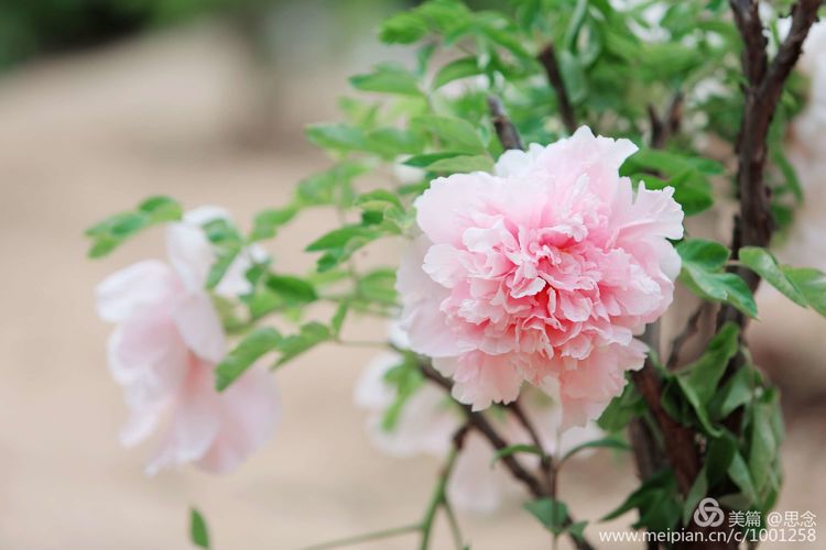 花卉摄影：洛阳牡丹花正艳